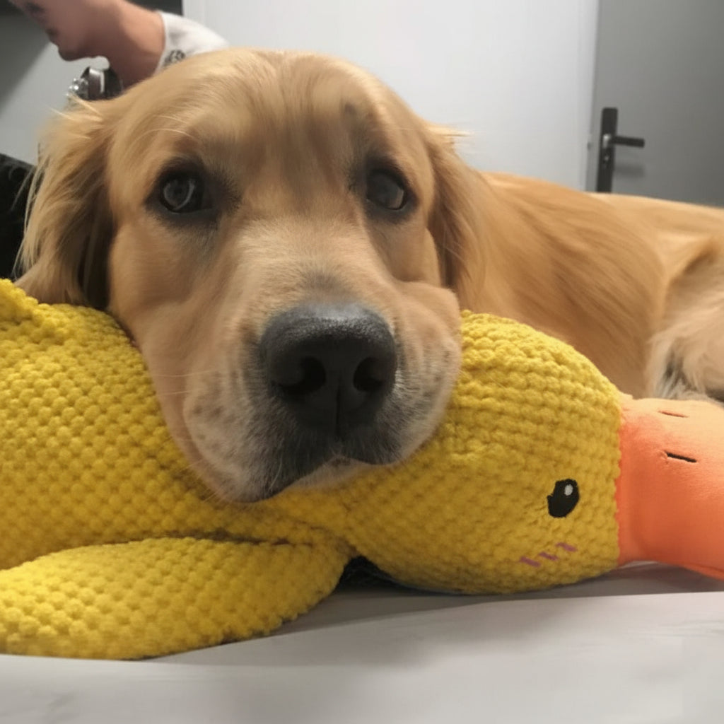 Robustes quakendes Enten-Kauspielzeug für Hunde zur Linderung von Angst